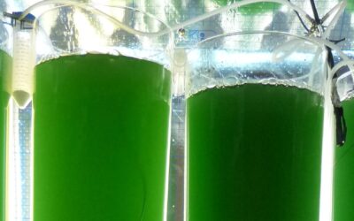 Sapphire Energy et Earthrise : accord essentiel sur l’exploitation d’une souche de spiruline