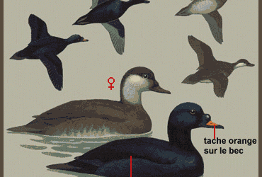 Danemark : le parc éolien nearshore Sejerø Bugt Wind Farm retardé par la macreuse noire