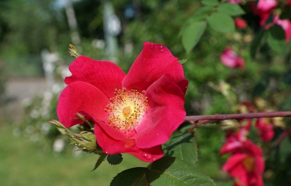 1er mai 2017 – Le saviez-vous ?