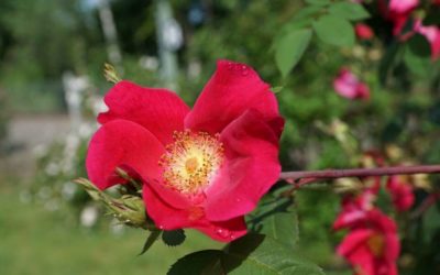 1er mai 2017 – Le saviez-vous ?