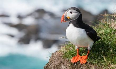 AtlanticPuffin Fraterculaarctica EDM2407017