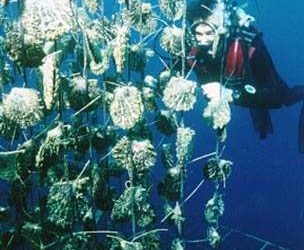 Changement climatique: les effets de l’acidification de l’océan testés en Bretagne et en Polynésie