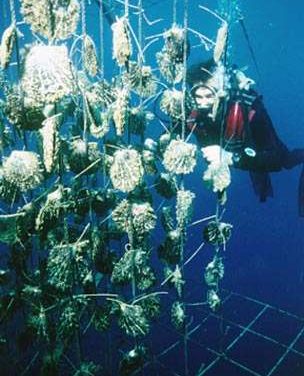 Changement climatique: les effets de l’acidification de l’océan testés en Bretagne et en Polynésie