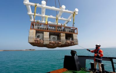 Le biomimétisme inspire l’ESITC Caen, chef de file du projet européen MARINEFF