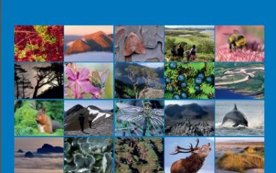 Eolien en mer et explosifs : Analyse des systèmes de réduction des nuisances sonores