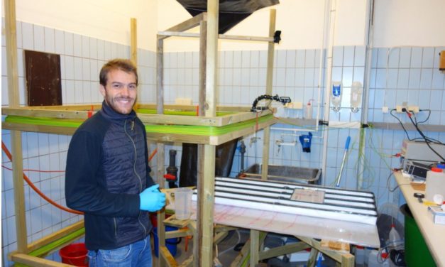 Une thèse sur les impacts potentiels des câbles électriques sous-marins