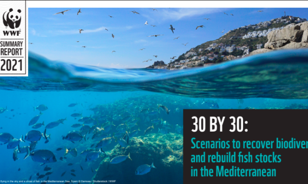 Le rapport de WWF sur la protection de la mer Méditerranée vient de paraître