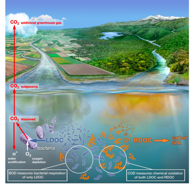 Révolution pour analyser le niveau de pollution par les eaux usées