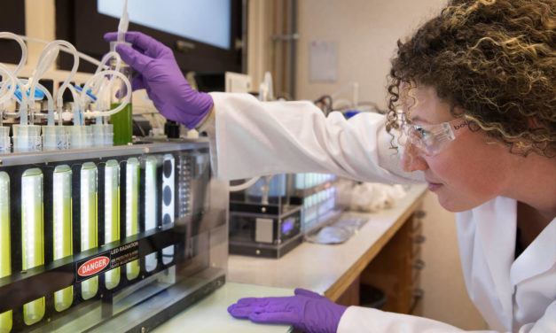 TotalEnergies et Veolia s’associent pour développer la culture des microalgues