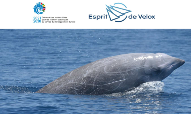Baleine Ziphia – Campagne de Recherche 2021-2022 financée par le Fonds de Dotation 1.618