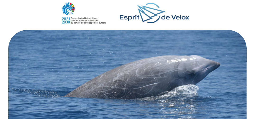 Baleine Ziphia – Campagne de Recherche 2021-2022 financée par le Fonds de Dotation 1.618