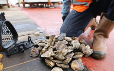 Les huîtres plates aiment les bases des éoliennes en mer du Nord