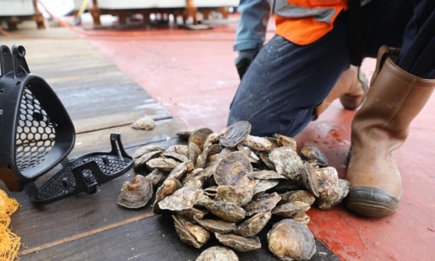 Les huîtres plates aiment les bases des éoliennes en mer du Nord