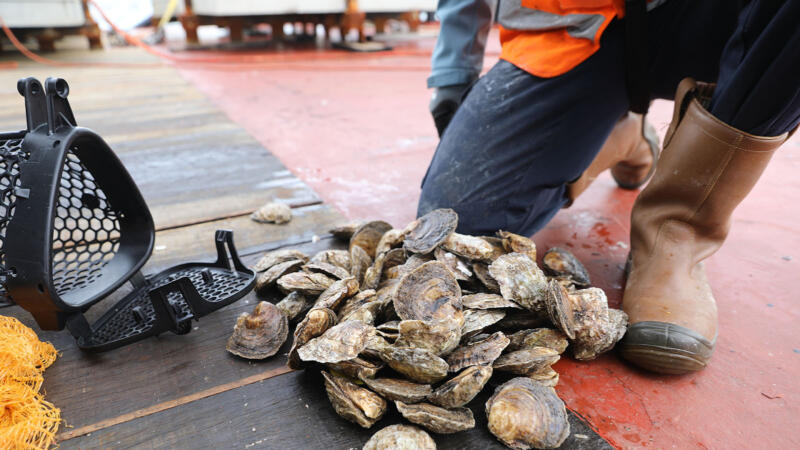 Les huîtres plates aiment les bases des éoliennes en mer du Nord