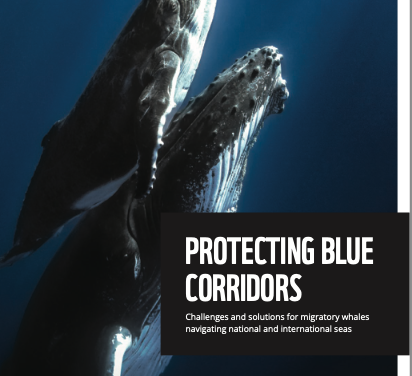 Protéger les corridors bleus : Un nouveau rapport collaboratif du WWF