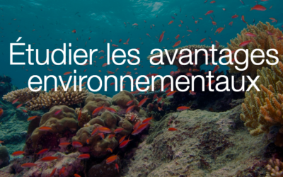 Nouvelle étude du  Crown Estate et du programme Dutch Rich North Sea : l’éolien offshore vise à générer un gain net pour la biodiversité marine
