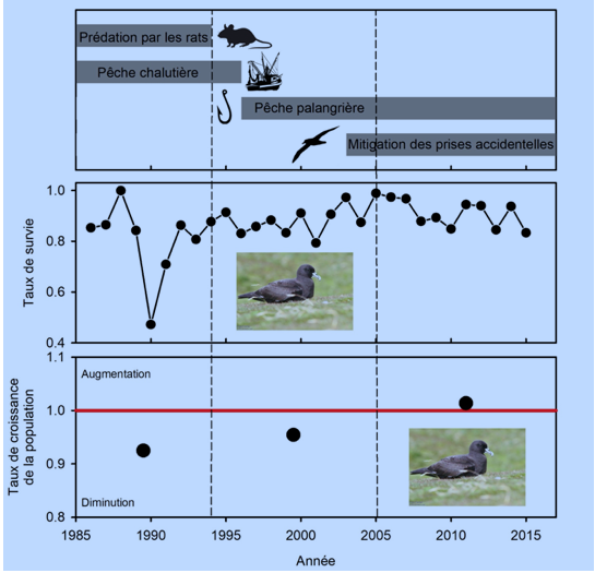 Des mesures efficaces pour préserver les oiseaux marins des prises accidentelles dans les pêcheries et des prédateurs introduits