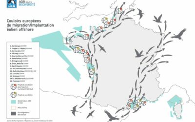 Parc éolien en mer Sud Atlantique (A07), l’Etat revoit sa copie mais pas suffisamment selon la LPO