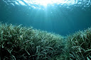 Carbone bleu : les herbiers de posidonie menacés par les canicules sous-marines