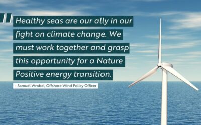 Comment préserver les oiseaux marins avec l’éolien en mer ?