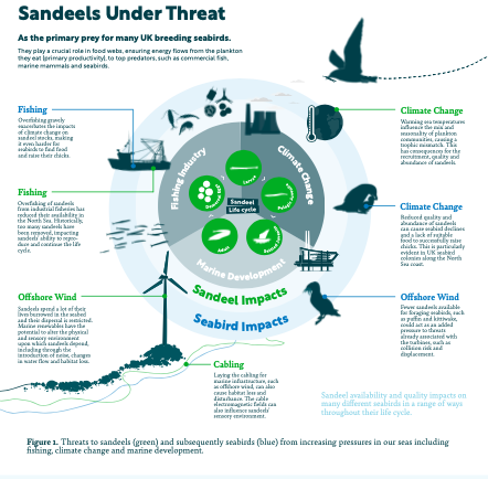 Le Rapport de la « Royal Society for the Protection of Birds (RSPB)