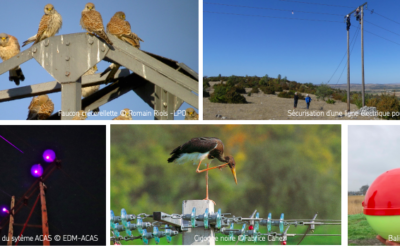 Un partenariat pour réduire l’impact des réseaux électriques sur les oiseaux en Europe