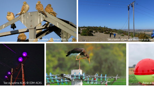 Un partenariat pour réduire l’impact des réseaux électriques sur les oiseaux en Europe
