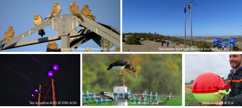 Un partenariat pour réduire l’impact des réseaux électriques sur les oiseaux en Europe