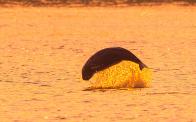 Environnement, protection du littoral et éolien en mer, un savant mélange réalisé dans le Jiangsu