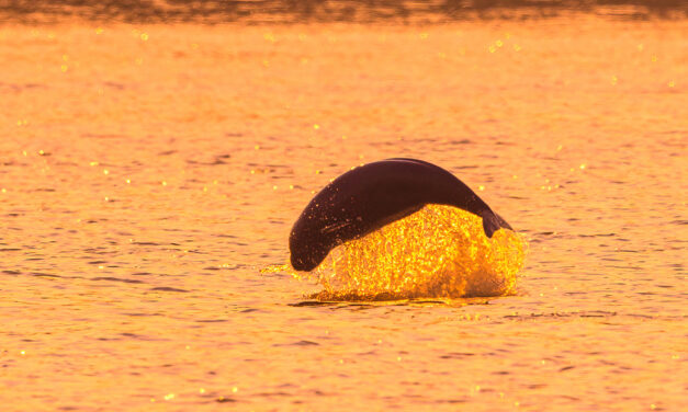 Environnement, protection du littoral et éolien en mer, un savant mélange réalisé dans le Jiangsu