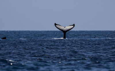 Le Comité France Océan appelle à une stratégie mer et littoral à la hauteur de l’urgence écologique