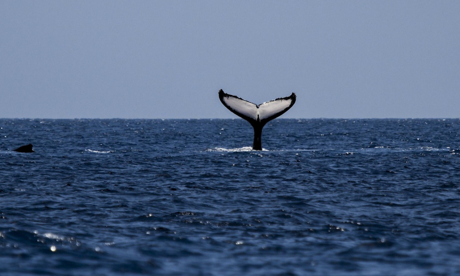Le Comité France Océan appelle à une stratégie mer et littoral à la hauteur de l’urgence écologique