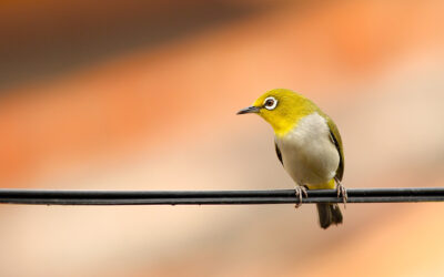 LIFE SafeLines4Birds : réduire l’impact des réseaux électriques sur les oiseaux en Europe