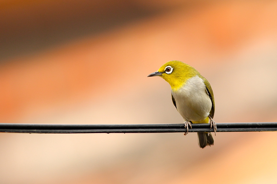 LIFE SafeLines4Birds : réduire l’impact des réseaux électriques sur les oiseaux en Europe