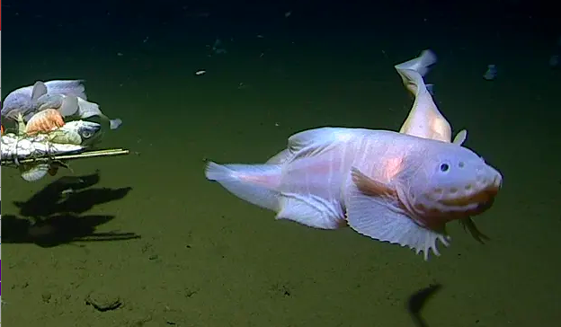 Découverte du poisson le plus profond jamais enregistré à 8 300 mètres sous l’eau près du Japon