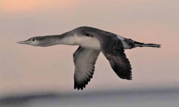 Les oiseaux plongeurs Red-throated  auraient été déplacés par les parcs éoliens de la mer du Nord