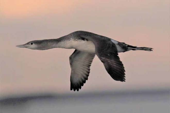 Les oiseaux plongeurs Red-throated  auraient été déplacés par les parcs éoliens de la mer du Nord