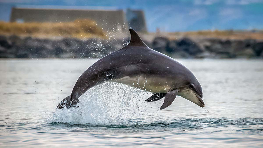 Vattenfall s’engage à préserver la présence des dauphins aux abords du parc de Vesterhav Nord (Danemark) – 2
