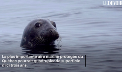 Des zodiacs à 45 km/h dans le parc marin du Saguenay–Saint-Laurent