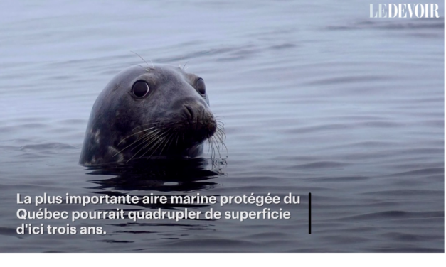 Des zodiacs à 45 km/h dans le parc marin du Saguenay–Saint-Laurent