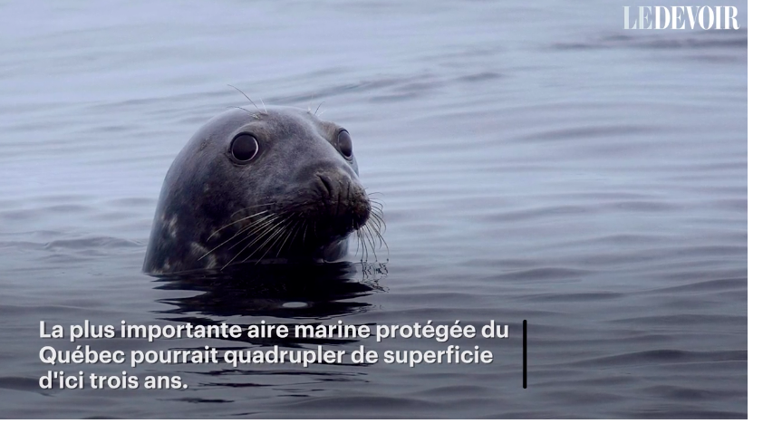 Des zodiacs à 45 km/h dans le parc marin du Saguenay–Saint-Laurent