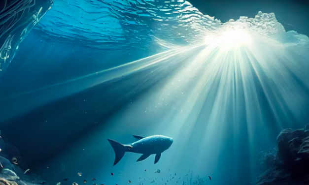 Nouvelle-Calédonie, le requin et la tortue marine ont été dotés de droits fondamentaux