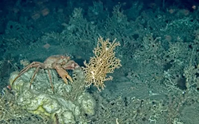 L’IFREMER mobilise les citoyens pour participer aux recherches sur les écosystèmes marins