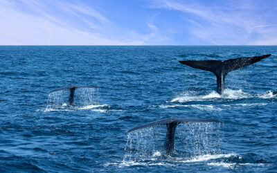 CGMA a rejoint les engagements d’Armateurs de France conclus avec des ONG pour la protection des cachalots et des baleines bleues