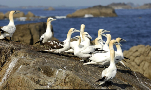 La réserve naturelle des Sept-Iles largement confortée, mais sa gestion unique par la LPO ne fait pas l’unanimité