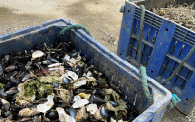 Avec le Projet RECYCONCH, la conchiliculture fait un nouveau pas vers le développement durable