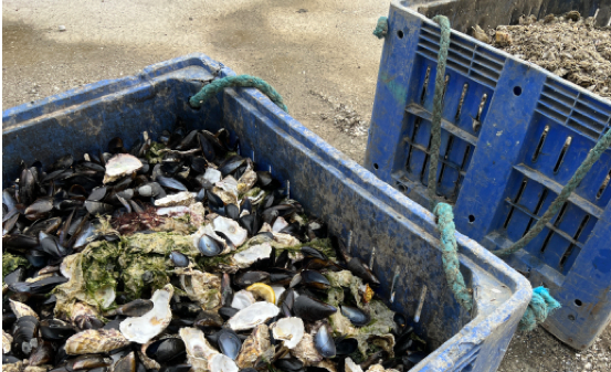 Avec le Projet RECYCONCH, la conchiliculture fait un nouveau pas vers le développement durable