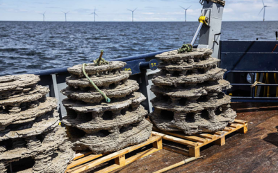 Un nouveau projet « algues » pour le parc éolien offshore d’Anholt