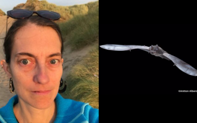 La construction navale coloniale britannique à l’origine du déclin massif des barbastelles occidentales au XVIIIè siècle