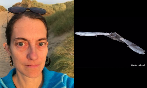 La construction navale coloniale britannique à l’origine du déclin massif des barbastelles occidentales au XVIIIè siècle